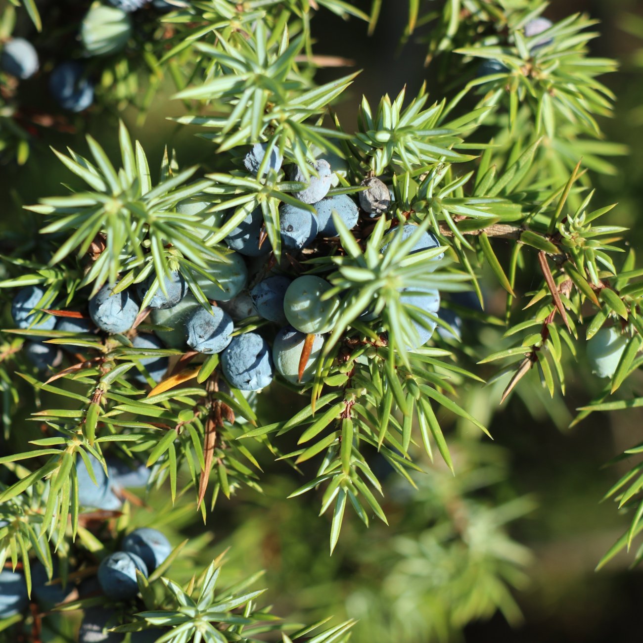 Obrázok Borievka prostredná (Juniperus × media) ´PFITZERIANA GLAUCA´ - výška 20-30 cm ⌀ 20-30 cm , kont. C3L